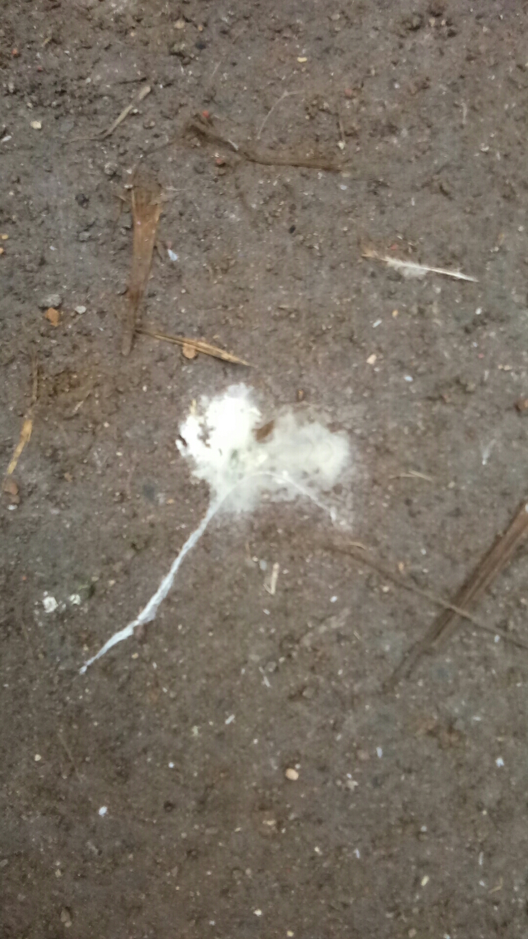 鸡生病怎么治才能除根,鸡生病怎么办最简单的方法