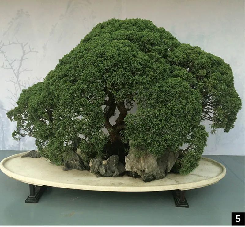 盆景修行,学习盆景技术最好的书