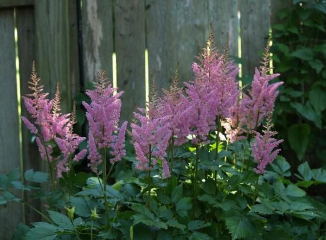 落新妇耐寒程度,拯救花园植物
