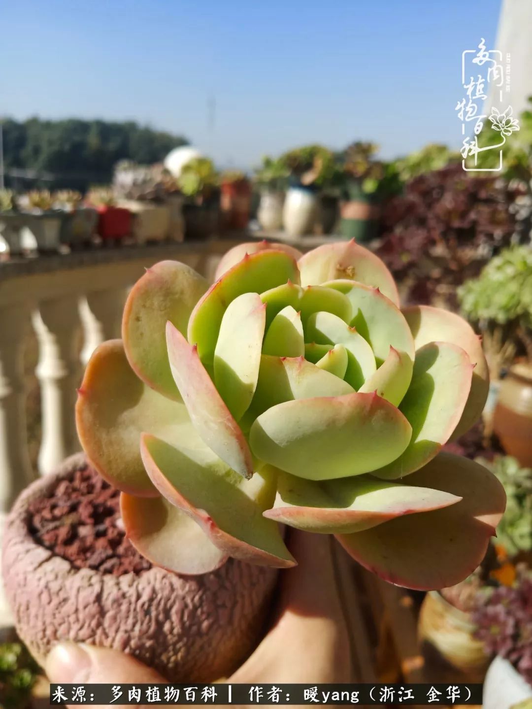 养多肉是业余的纯粹是爱好,每晚7点教您快速入门养多肉