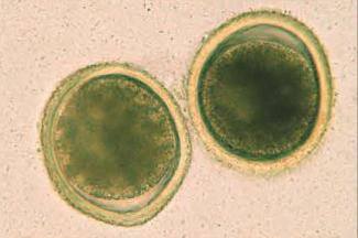 犬蛔虫病的致病机理,犬猫蛔虫病怎么治疗