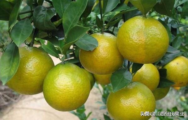 柑橘低谷期怎么赚钱,柑橘销售难对策建议