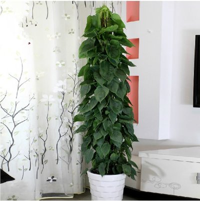 既好养活又长得快便于观察的绿植,叶片可以长很长的绿植