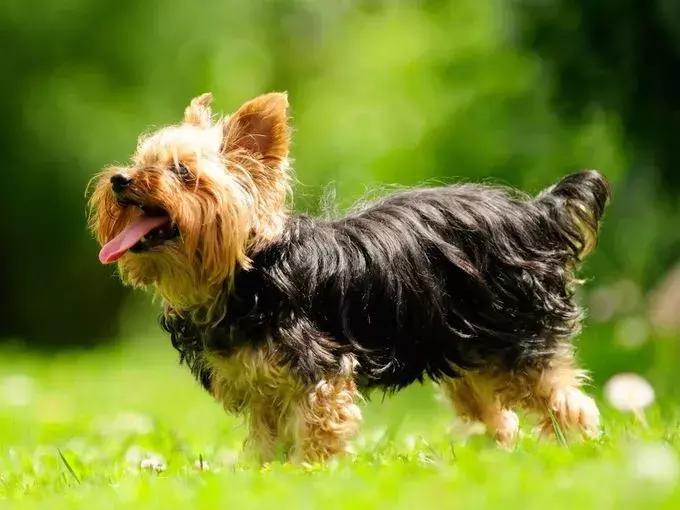 美国家庭都养什么犬,美国人喜欢养什么猛犬