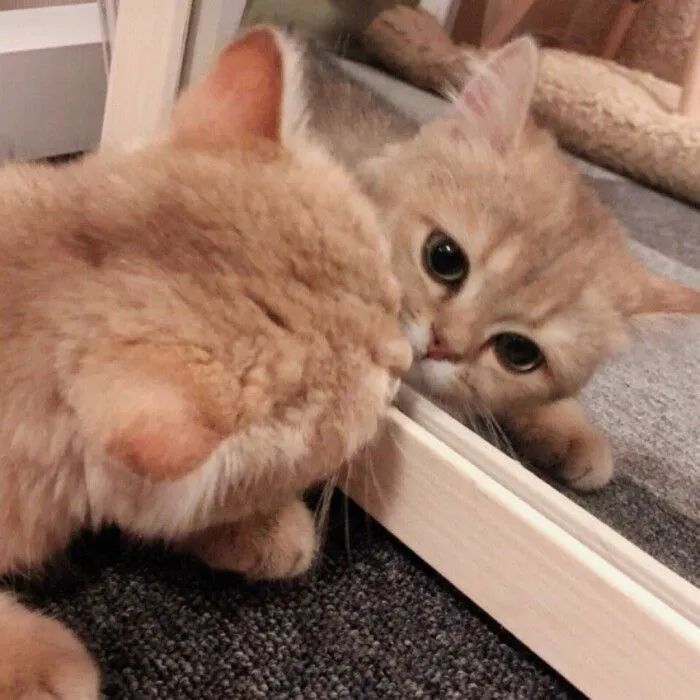 男生会用什么理由亲女朋友,男生为什么想要亲女朋友