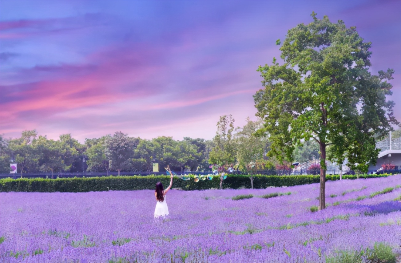 傍晚的普罗旺斯薰衣草花海,上海薰衣草花海普罗旺斯