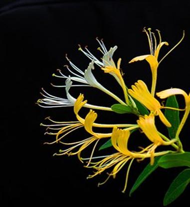 老中医可以给孩子起名吗,用中药名字给孩子取名可以吗