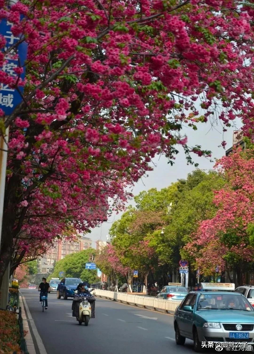 被大理的美景所折服,被丽江的风景美到了