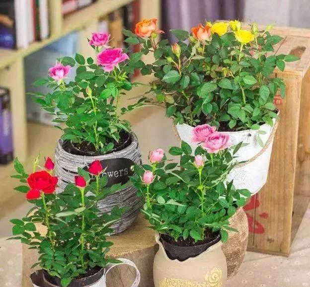 适合阳台养的四季开花有花香的花,花期长耐热耐寒又好养的花卉