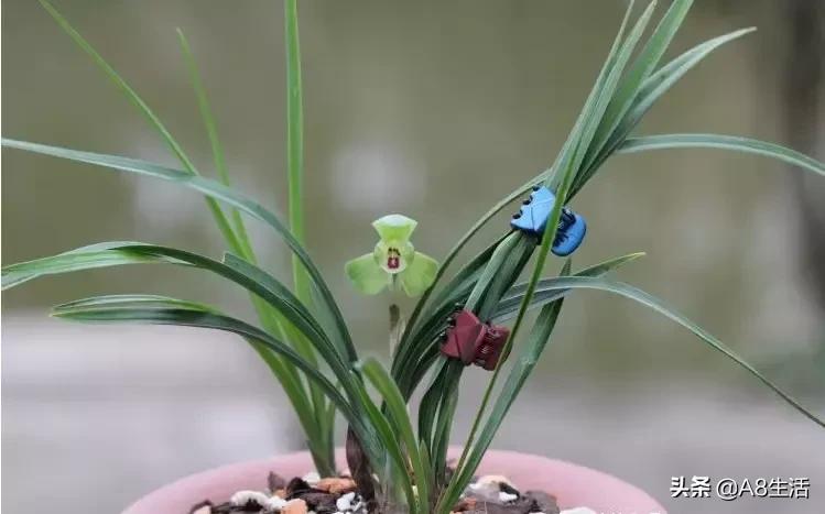 每日一品～中国兰花～春兰茗品～美芬荷