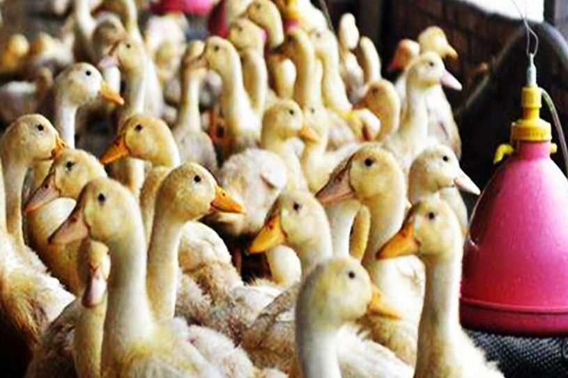 赊鸡苗套路,赊鸡苗助脱贫