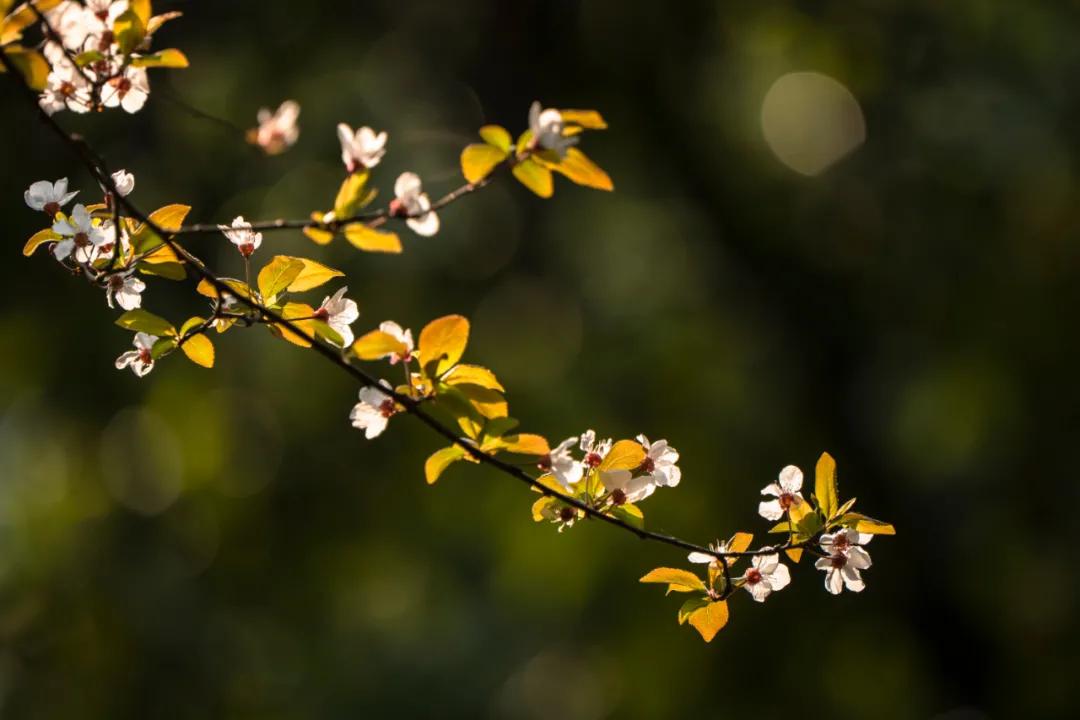 松下有哪些全幅变焦镜头,松下70-200f2.8
