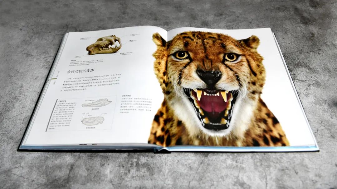 揭秘动物世界的“冷知识”,动物世界中的奇妙之处