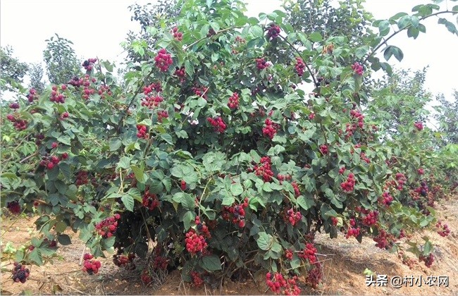 黑莓有着黑钻、生命之果等美称，想要靠黑莓赚钱，你会种吗？