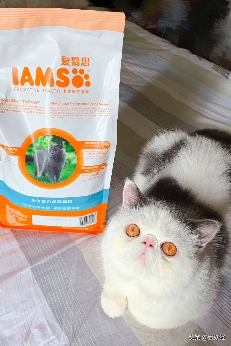 铲屎官减肥瘦身,吐毛球的铲屎官