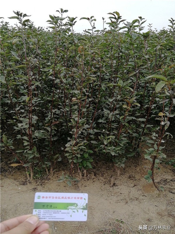 有一种新品种梨树叫黑梨树,柱状梨树图片欣赏梨树新品种