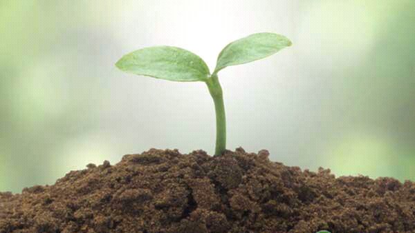 土壤贫瘠施什么肥,土壤有机质低怎么办