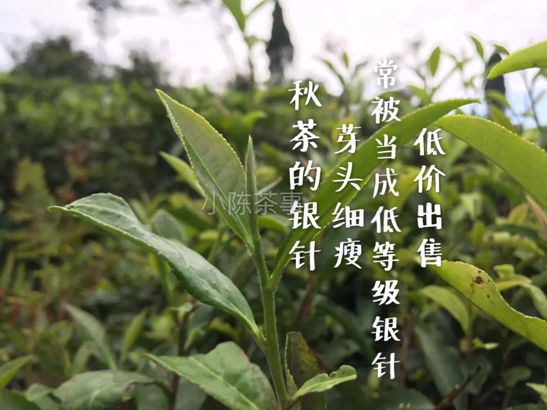 买茶叶怎么确保是新茶 (网上买的新茶能放多久)