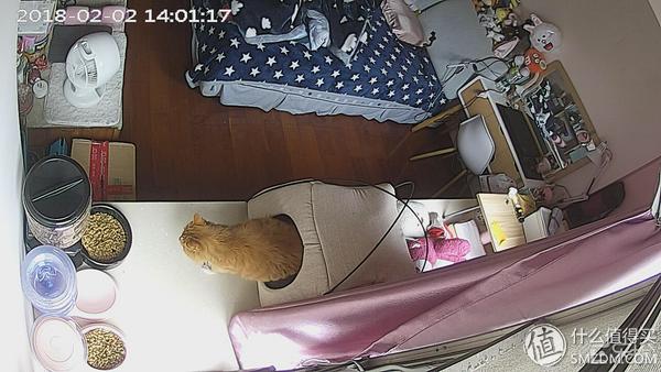 白天不在家猫喂食怎么办,白天不在家猫怎么养