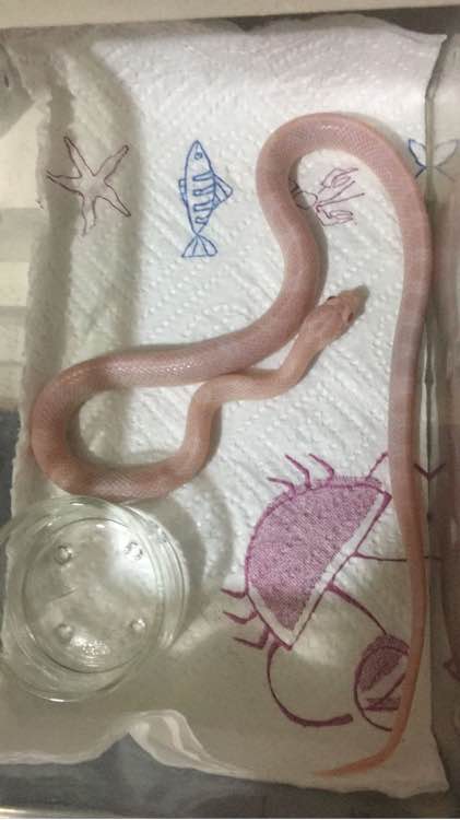 可以盘着玩的蛇,能盘的野生动物