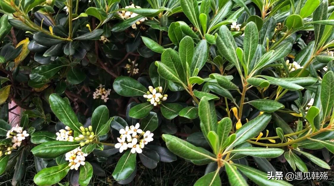 花海生态公园最新,春暖花开湿地公园