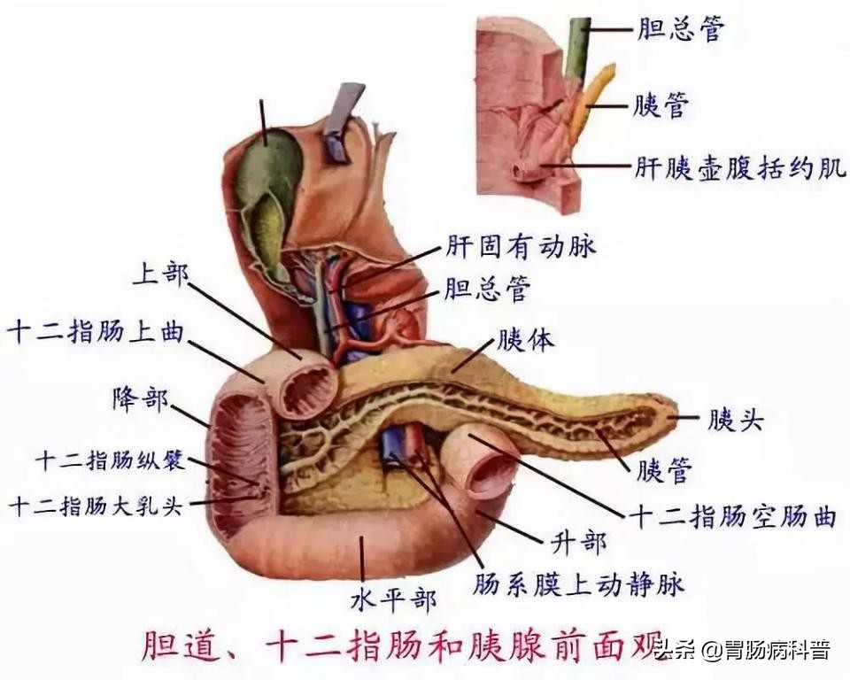 消化系统解剖生理教学,消化系统解剖图谱详解
