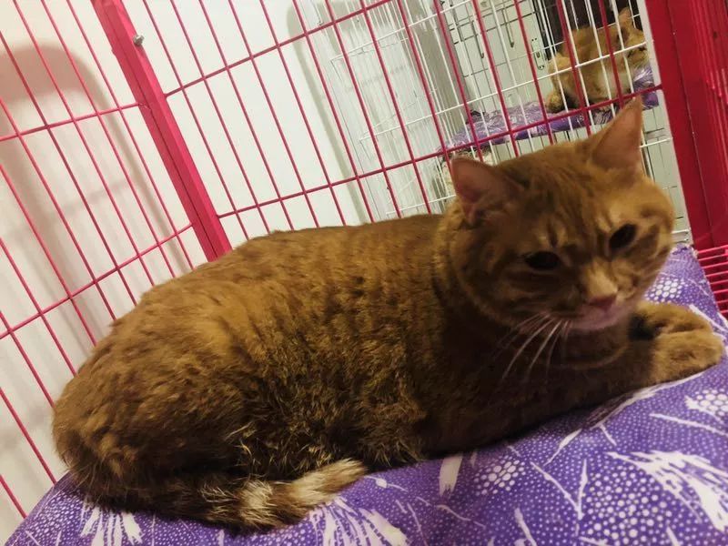 中华田园猫为什么叫中华田园猫呢,中华田园猫什么猫最好最粘人