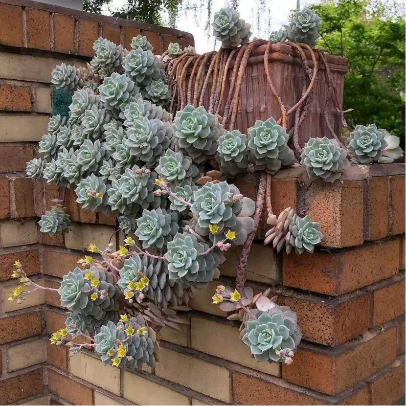 适合做老桩的多肉，才是适合我们普通人的多肉老桩