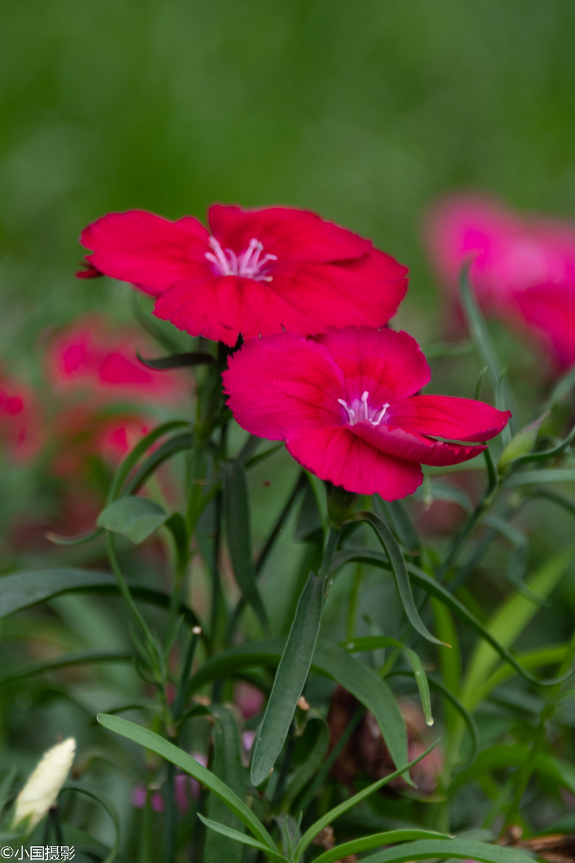 母亲节适合的花推荐,适合母亲节的好看的花