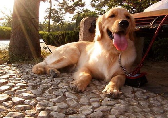 狗狗毛发打结严重剃毛教程,狗狗毛发打结用什么洗