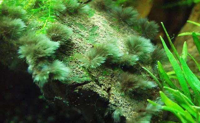 鱼缸除藻最有效的方法,鱼缸除藻最佳方法