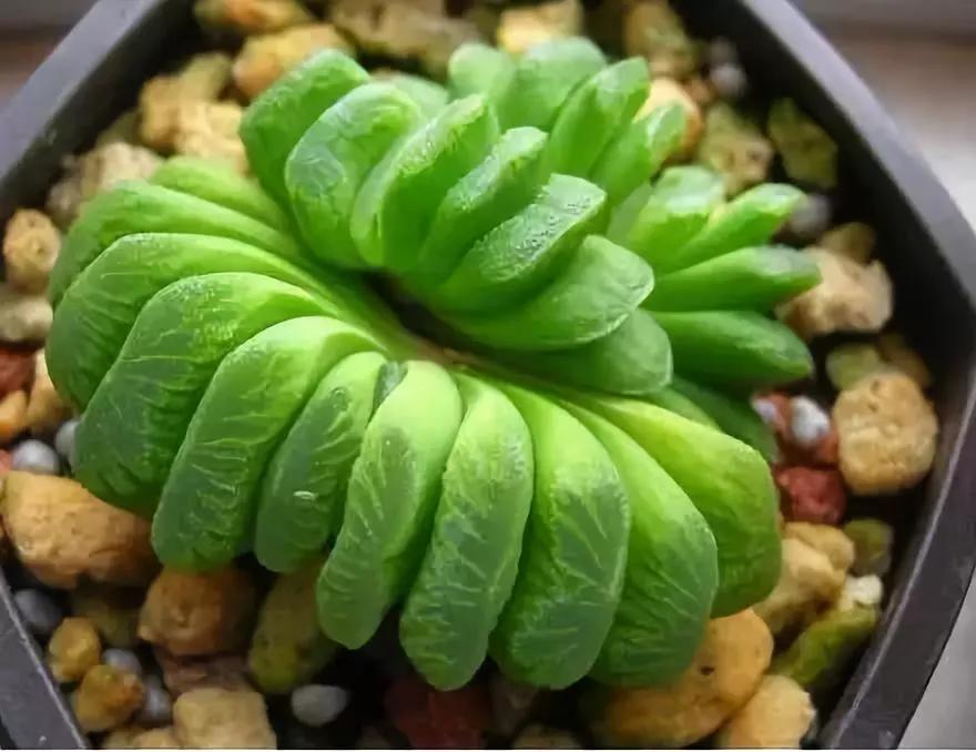 名贵植物排名前十名,十大天价的花卉