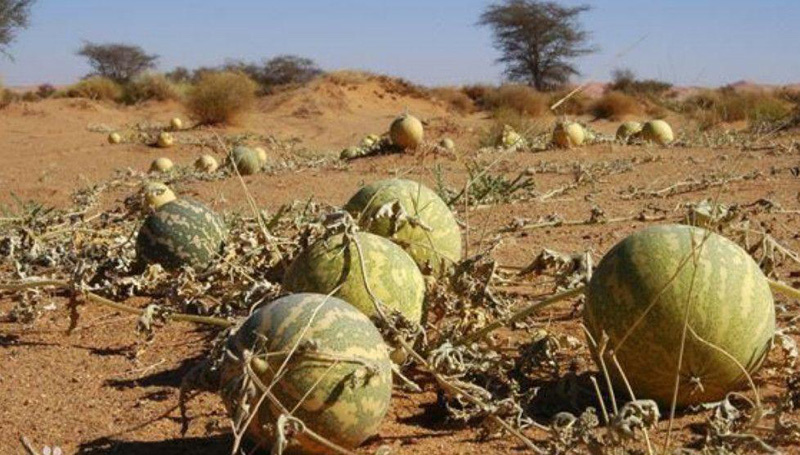 去沙漠不能摘西瓜吗,在沙漠里口渴去哪里喝水
