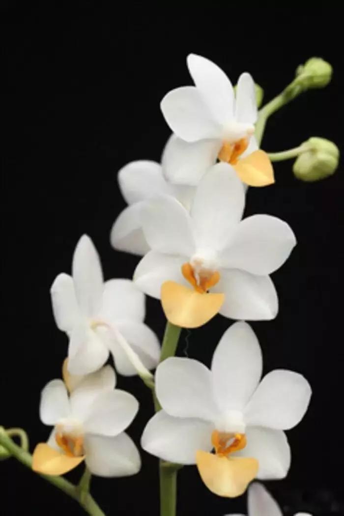 顶级珍稀兰花品种大全视频,珍稀兰花摄影