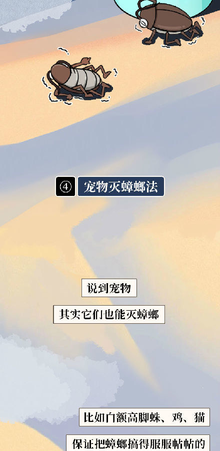 蟑螂一次能生多少幼崽,蟑螂一生只产一次卵吗