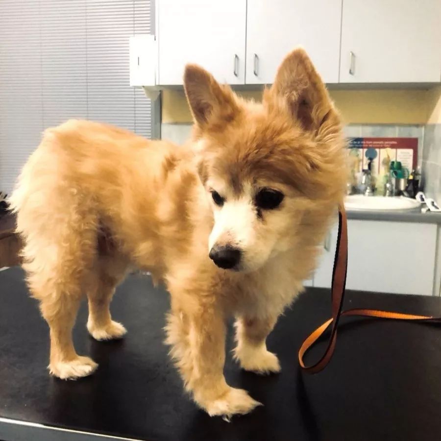 狗狗腿瘸是静养还是适量运动,狗狗关节问题总是反反复复瘸腿