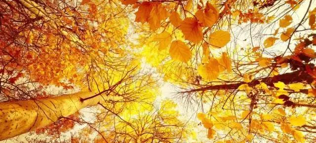 这20首才华横溢的诗你都见过吗,才华横溢的诗句有哪些