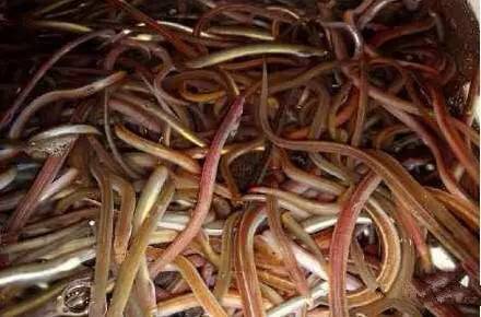 中国海鲜河鲜,市场河鲜海鲜种类大全