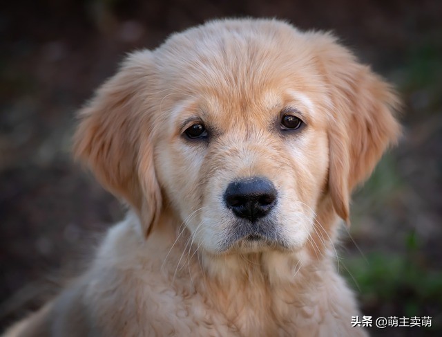 金毛幼犬乱叫原因是什么,金毛老是叫是什么原因