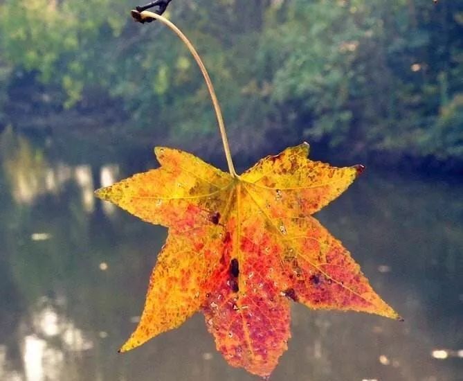 欧亨利最后一片叶子赏析,欧亨利最后一片叶子