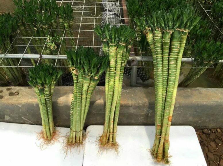 水培荷花竹怎么变黄了,水培荷花竹摆放禁忌