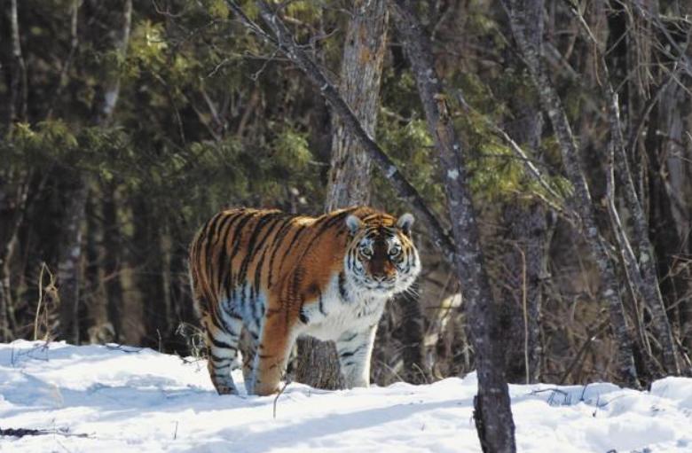 野生东北虎遇到人会主动攻击吗,为了自保杀死东北虎违法吗