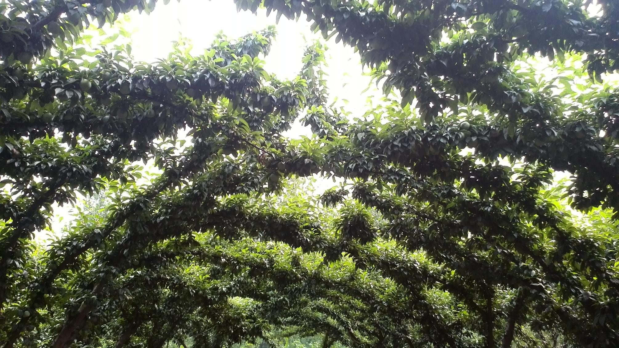 李果为什么外皮是苦的,李果底部黑点