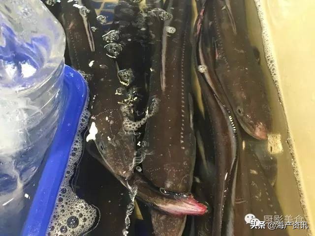 全世界顶级的4种海鲜,世界十大名贵海鲜