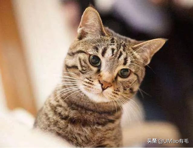 胖橘猫和黑猫,橘猫黑猫白猫哪个最可爱
