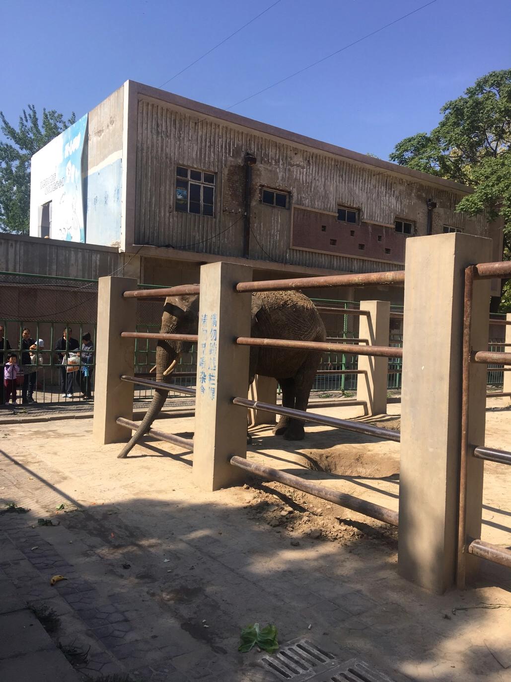 保定动物园视频,保定动物园通知