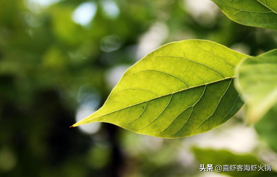 2023今年加盟餐饮合适吗,2023加盟餐饮还能赚钱吗