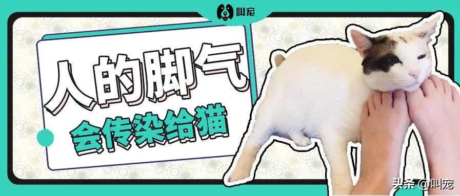人的脚气会传染猫癣吗,脚气对猫的危害