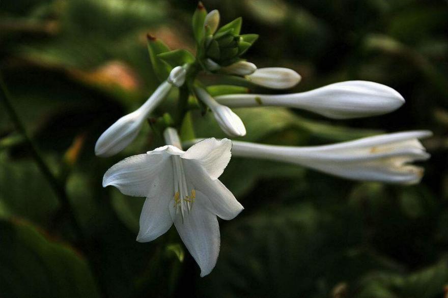 有关玉簪花的古诗词,古诗暗香的诗句