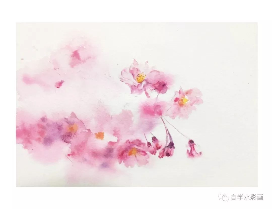 小清新水彩画樱花,梦幻又浪漫的水彩樱花画